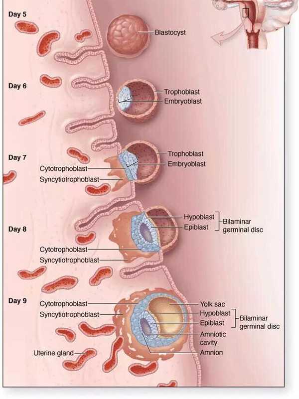移植囊胚着床的过程是什么？有图解吗？