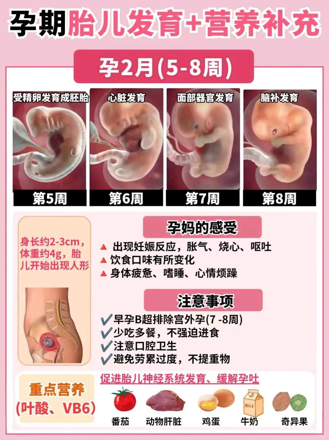 50岁以上高龄女性供卵做第三代试管成功率有多大?